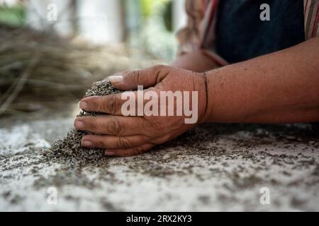 Mains féminines de vieille femme broyant de la lavande. Jardinage, agriculture, confection de condiments à la maison Banque D'Images