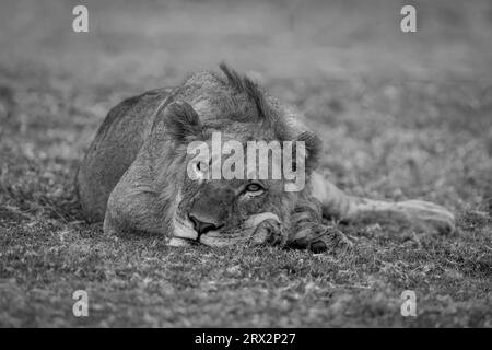 Le lion mâle mono se trouve sur la rive de la rivière regardant Banque D'Images