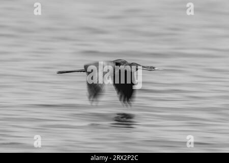 Mono lent pan de Darter traversant la rivière Banque D'Images