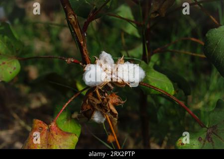 Gros plan de fleur de coton blanc.coton biologique brut cultivé à Cotton Farm.Gossypium herbaceum fermer avec des gousses de graines fraîches.Boll de coton accroché sur pla Banque D'Images