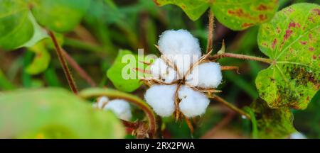 Gros plan de fleur de coton blanc.coton biologique brut cultivé à Cotton Farm.Gossypium herbaceum fermer avec des gousses de graines fraîches.Boll de coton accroché sur pla Banque D'Images