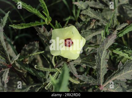 Gros plan de fleur d'okra.Belle fleur d'okra jaune. Lady Fingers Flower. Fleur jaune de Lady Fingers sur Plant. Légumes okra. Avec Selective Focu Banque D'Images