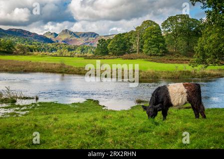 Scène tranquille près de l'eau d'Elter dans le parc national de Lake District vers les Langdale Pikes avec une vache galloway ceinturée paissant doucement. Banque D'Images