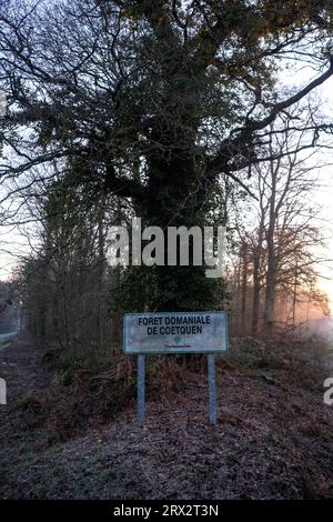 France, Bretagne, Sainte-Hélène le 2021-12-21. La forêt domaniale de Coetquen au lever du soleil à la fin de l'automne. Photographie de Martin Bertrand. France, Bretagne, Banque D'Images