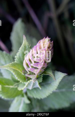 Salvia japonica purpurea fleurit à l'état sauvage Banque D'Images