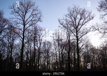 France, Bretagne, Sainte-Hélène le 2021-12-21. La forêt domaniale de Coetquen au lever du soleil à la fin de l'automne. Photographie de Martin Bertrand. France, Bretagne, Banque D'Images