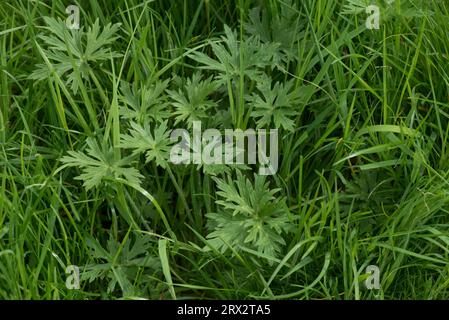 Feuilles de prairie, de buttercup commun ou de grande taille (Ranunculus acris) dans de vieilles herbes de pâturage avant la floraison, Berkshire, mai Banque D'Images