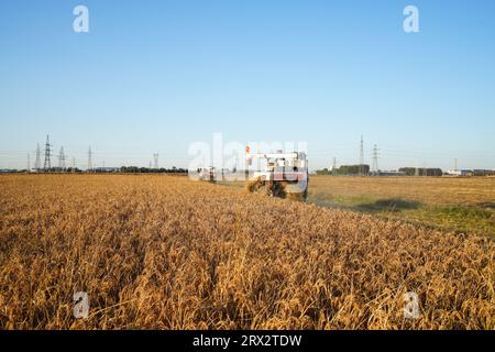 Comté de Luannan, Chine - 16 octobre 2022 : les agriculteurs conduisant des moissonneuses récoltent du riz, Comté de Luannan, province du Hebei, Chine Banque D'Images