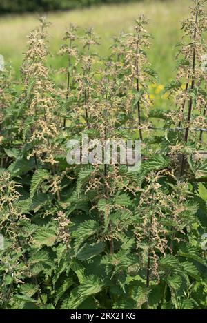 Ortie (Urtica dioica) hautes plantes à fleurs avec de multiples petites fleurs portées sur des inflorescences axillaires, Berkshire, juin Banque D'Images