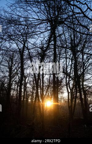 France, Bretagne, Sainte-Hélène le 2021-12-21. La forêt domaniale de Coetquen au lever du soleil à la fin de l'automne. Photographie de Martin Bertrand. France, Bretagne, Banque D'Images