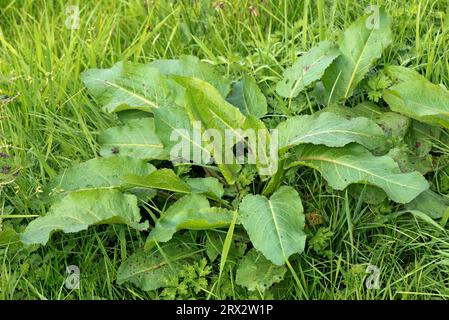 Feuilles de dock à feuilles larges (Rumex obtusifolius) de mauvaises herbes herbacées pérennes audacieuses poussant dans des pâturages rudes, Berkshire, août Banque D'Images