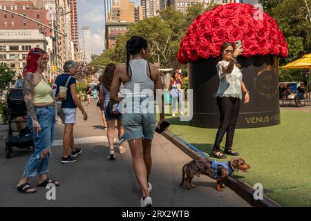 Activation de la marque venus et Fleur au Flatiron Plaza à New York le vendredi 8 septembre 2023. Venus et Fleur vendent de vraies roses qui ont été traitées pendant environ un an. Initialement, la vente en ligne seulement la marque ouvre maintenant des magasins de détail. © Richard B. Levine) Banque D'Images