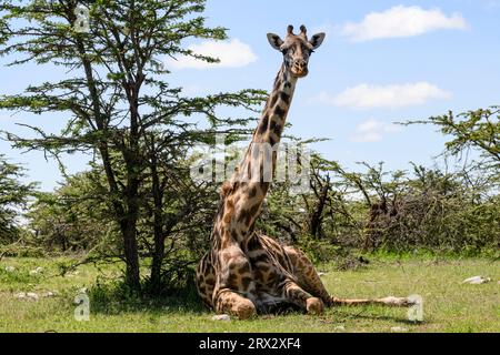 Maasai Giraffe, (Giraffa Tippelskirchi), Mara North, Kenya, East Africa, Afrique Banque D'Images