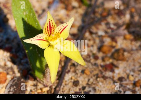 Orchidée de type Cowslip, Caladenia flava, une espèce de fleurs sauvages endémique du sud-ouest de l'Australie occidentale. Il est jaune avec des marques rouges. Banque D'Images