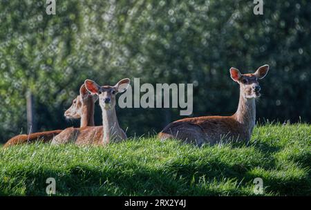 Cerf d’ELD Banque D'Images