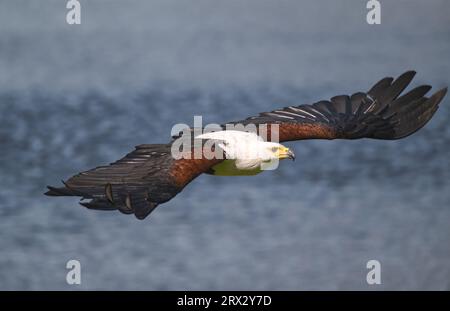 African fish eagle Banque D'Images