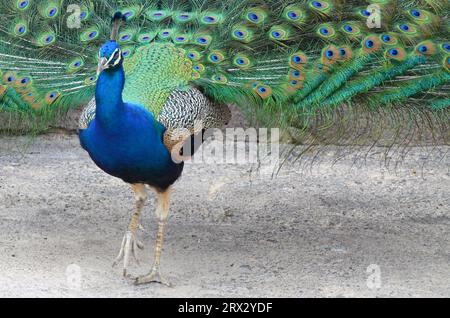 Colorful male peacock side view in Tenerife Banque D'Images