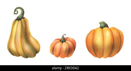 Grandes citrouilles oranges d'automne. illustration à l'aquarelle dessinée à la main. Ensemble d'éléments isolés sur fond blanc Banque D'Images