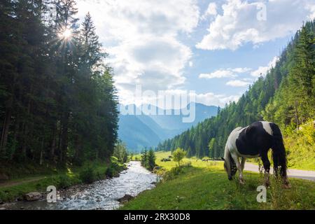 Mallnitz : Vallée de Mallnitzbach, ruisseau Mallnitzbach, cheval, , Parc National du Haut Tauern dans le Parc National Hohe Tauern, Kärnten, Carinthie, Autriche Banque D'Images