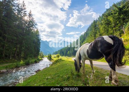 Mallnitz : Vallée de Mallnitzbach, ruisseau Mallnitzbach, cheval, Parc National du Haut Tauern dans le Parc National Hohe Tauern, Kärnten, Carinthie, Autriche Banque D'Images