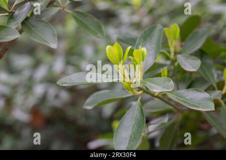 euonymus japonicus ou japonais euonymus vert arbuste fond au printemps, jeunes feuilles fraîches foyer sélectif Banque D'Images