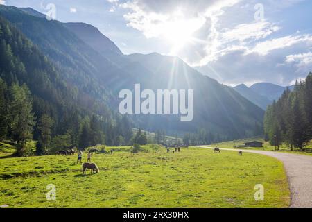 Mallnitz : Vallée de Mallnitzbach, ruisseau Mallnitzbach, chevaux, Parc National du Haut Tauern dans le Parc National Hohe Tauern, Kärnten, Carinthie, Autriche Banque D'Images