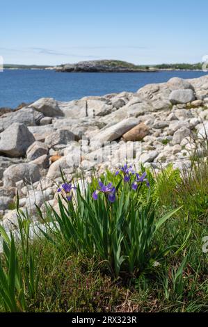 Fleurs d'iris sauvages sur la côte rocheuse près de l'océan Atlantique, Dr. Bill Freedman nature Preserve, conservation de la nature Canada, Nouvelle-Écosse, Canada Banque D'Images