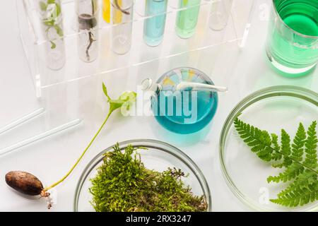 Tubes à essai avec des plantes dans un support, vitamines sur un fond clair, laboratoire. Banque D'Images Tubes à essai avec des plantes dans un support, vitamines sur un fond clair, laboratoire. Banque D'Images