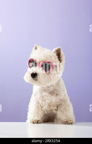 Chien blanc West Highland terrier blanc, portant des lunettes avec des coeurs sur un fond coloré. Photo de haute qualité Banque D'Images