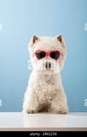 Chien blanc West Highland terrier blanc, portant des lunettes avec des coeurs sur un fond coloré. Photo de haute qualité Banque D'Images