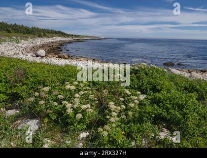 Côte rocheuse au bord de l'océan Atlantique, Dr. Bill Freedman nature Preserve, conservation de la nature Canada, Nouvelle-Écosse, Canada, Amérique du Nord Banque D'Images