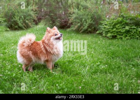 Jeune chiot rouge Pomeranian Spitz chien chiot jouer en plein air dans l'herbe d'été. Spitz de Poméranie à la Sunny Day d'été. Saison d'été. Banque D'Images