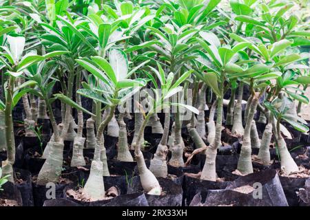 Adenium obesum connu sous le nom de Desert Rose grandissant dans une pépinière Banque D'Images
