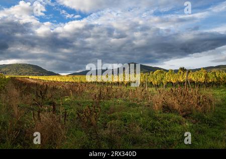 Vignoble près du village alsacien de Zellenberg Banque D'Images