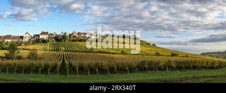 Un vignoble près du village alsacien de Zellenberg Banque D'Images