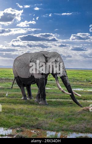 Super Tusker Paulo à Amboseli Banque D'Images