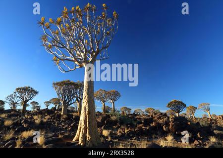 Forêt de Quiver Tree, Keetmanshoop, Namibie méridionale, Afrique Banque D'Images