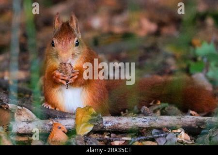 Dülmen, Münsterland, Allemagne. 22 septembre 2023. Un mignon écureuil roux eurasien (Sciurus vulgaris) grignote les noix de hêtre dans les forêts denses d'automne de la campagne de Münsterland. L'écureuil roux a diminué en nombre dans toute l'Europe en raison de la perte d'habitat et d'espèces envahissantes telles que l'écureuil gris. Crédit : Imageplotter/Alamy Live News Banque D'Images