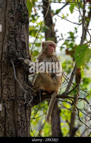 Rhésus macaque (Macaca mulatta), Parc national de Bandhavgarh, Madhya Pradesh, Inde, Asie Banque D'Images