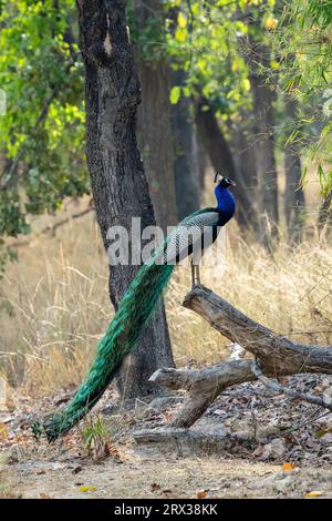 Paon indien (Pavo cristatus), Parc national de Bandhavgarh, Madhya Pradesh, Inde, Asie Banque D'Images