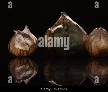 Trois fruits tomatillo dans leurs enveloppes sur une base noire réfléchissante Banque D'Images