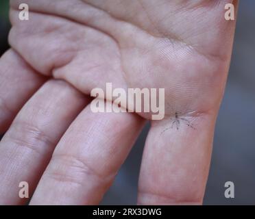 L'empreinte d'un Aedes albopictus tué, également connu sous le nom de moustique tigre asiatique sur une main. Cette espèce s'est répandue dans de nombreux pays. Il a le blanc Banque D'Images