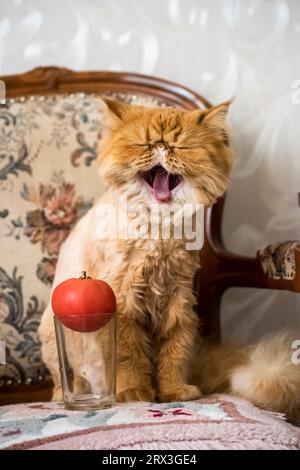 Chat drôle et tomate rouge. Chat exotique perse rouge Banque D'Images