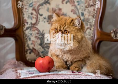 Chat drôle et tomate rouge. Chat exotique perse rouge Banque D'Images