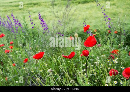 Purple larkspurр, petite camomille blanche et fleurs de pavot rouge fleurissant au début de l'été dans un champ près de la route en Bulgarie. Image horizontale avec Banque D'Images