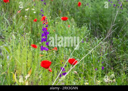 larkspurр violet et fleurs de pavot rouge fleurissent au début de l'été dans un champ près de la route en Bulgarie. Image horizontale avec mise au point sélective Banque D'Images