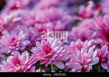 beaux buissons de fleurs de chrysanthème couleurs roses se ferment Banque D'Images