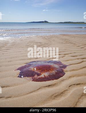 Low Newton, Royaume-Uni - 13 juillet 2023 : une méduse Lions Mane échouée sur une plage de Northumberland, Angleterre Banque D'Images