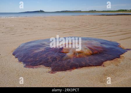 Low Newton, Royaume-Uni - 13 juillet 2023 : une méduse Lions Mane échouée sur une plage de Northumberland, Angleterre Banque D'Images