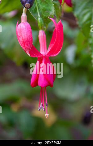 Fuchsia en fleurs au Gualala Arts Center à Gualala, sur la côte pacifique nord de la Californie. Banque D'Images